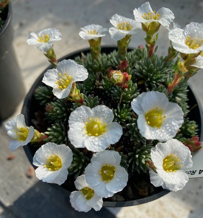 Saxifraga 'Rosaleen'